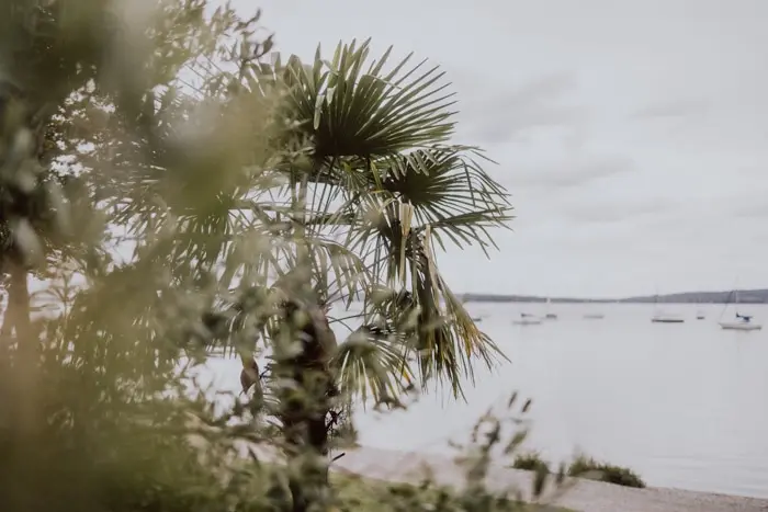 Hochzeitsfotograf Bayern Verschwommene Ansicht auf Palmenblätter am ruhigen Seeufer Dokumentarische Editorial Hochzeitsfotografie